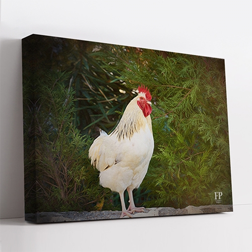 Show details for Wrapped Canvas Memorial Portrait - Gentle Chicken with Lifescapes Background Show details for Wrapped Canvas Memorial Portrait - Gentle Chicken with Lifescapes Background