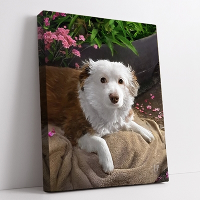 Show details for Wrapped Canvas Memorial Portrait - Beloved Dog with Choice of Backgrounds