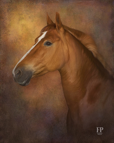 Show details for Wrapped Canvas Memorial Portrait - Old World Horse with Studio Background Show details for Wrapped Canvas Memorial Portrait - Old World Horse with Studio Background
